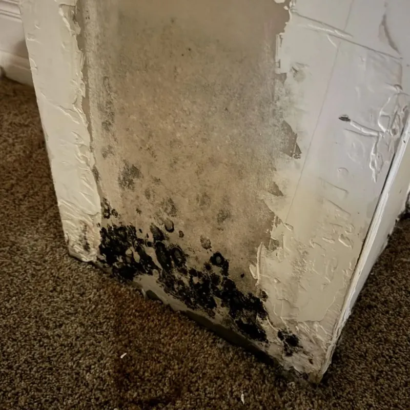 Professional Mold Removal in Cedar Bluff, AL